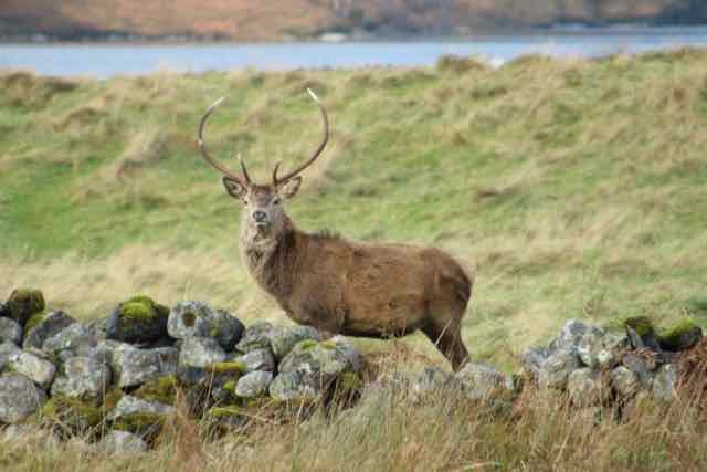 Inchnadamph wildlife. Photo by Dan Moysey