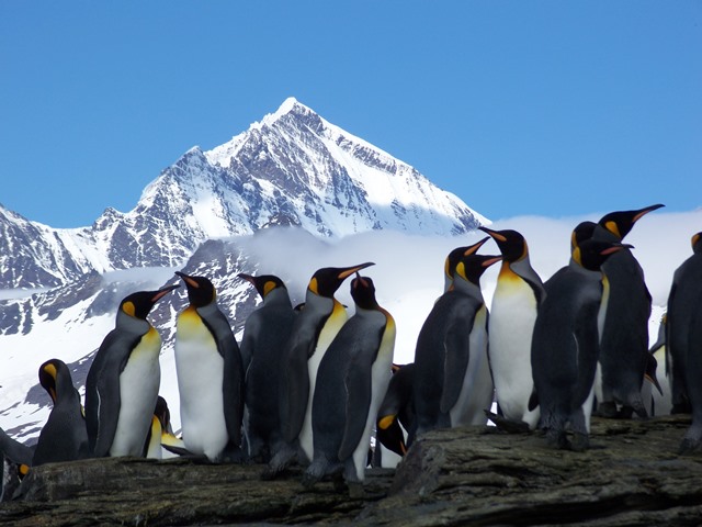 penguins in South Georgia - Copy