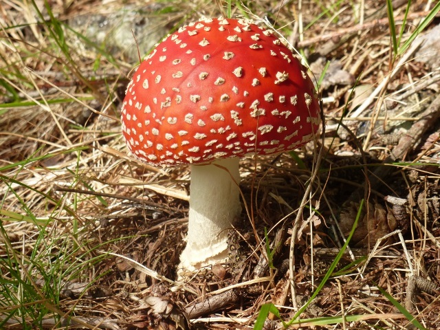 Fly Agaric
