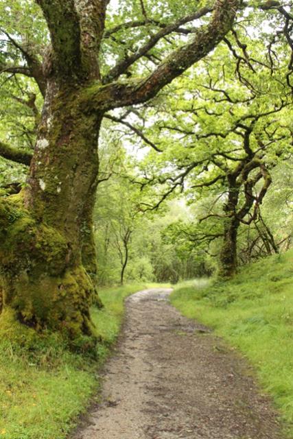Strontian Oak Woods
