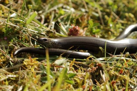 Strontian Slow Worm