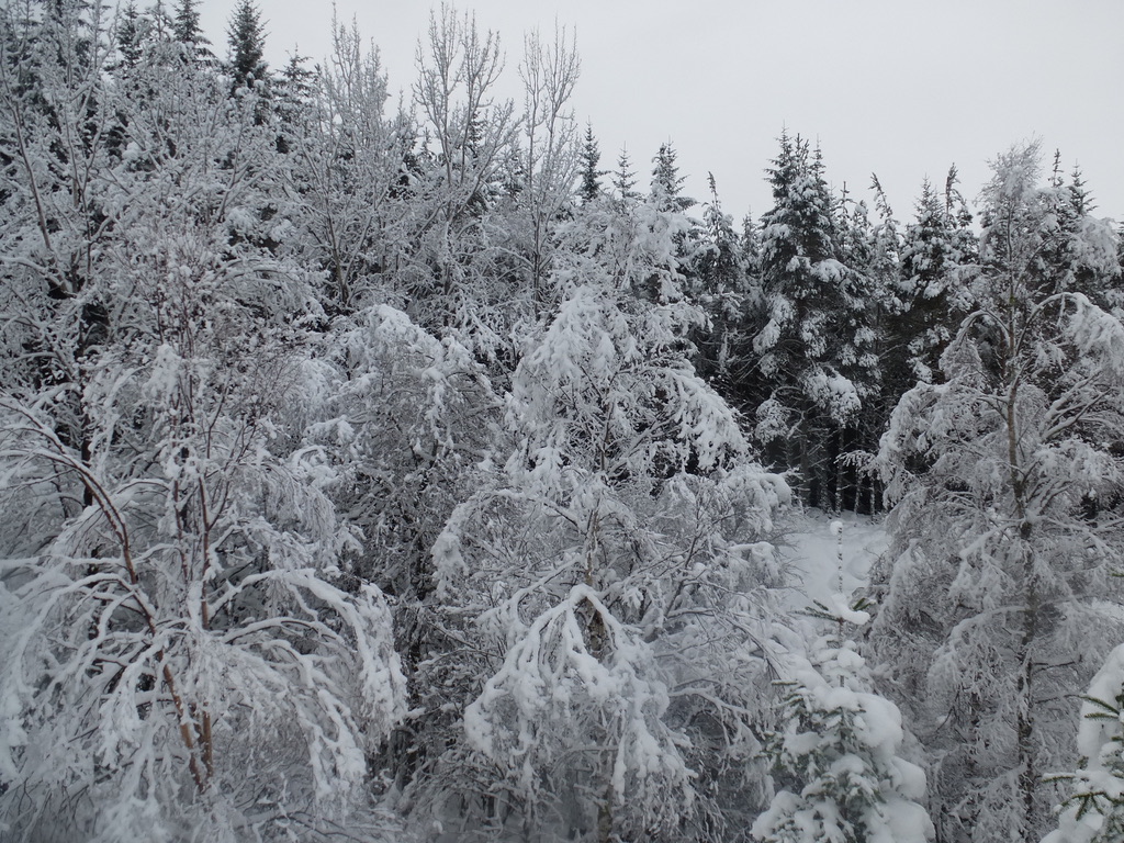 Ben Wyvis 1 Jan 2018