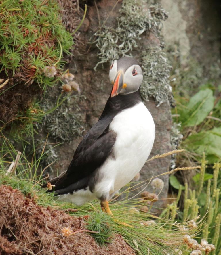 Puffin, Handa Island