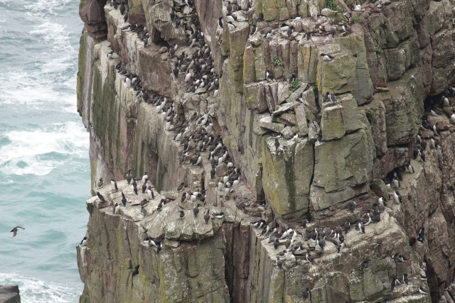 Seabird City, Handa Island