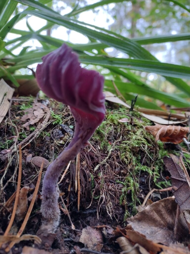 Purple living under the grass canopy