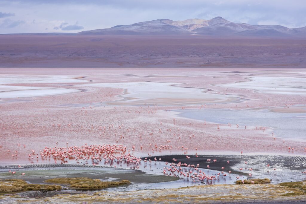The flamingos of Mirador Laguna Colorada, Boliva